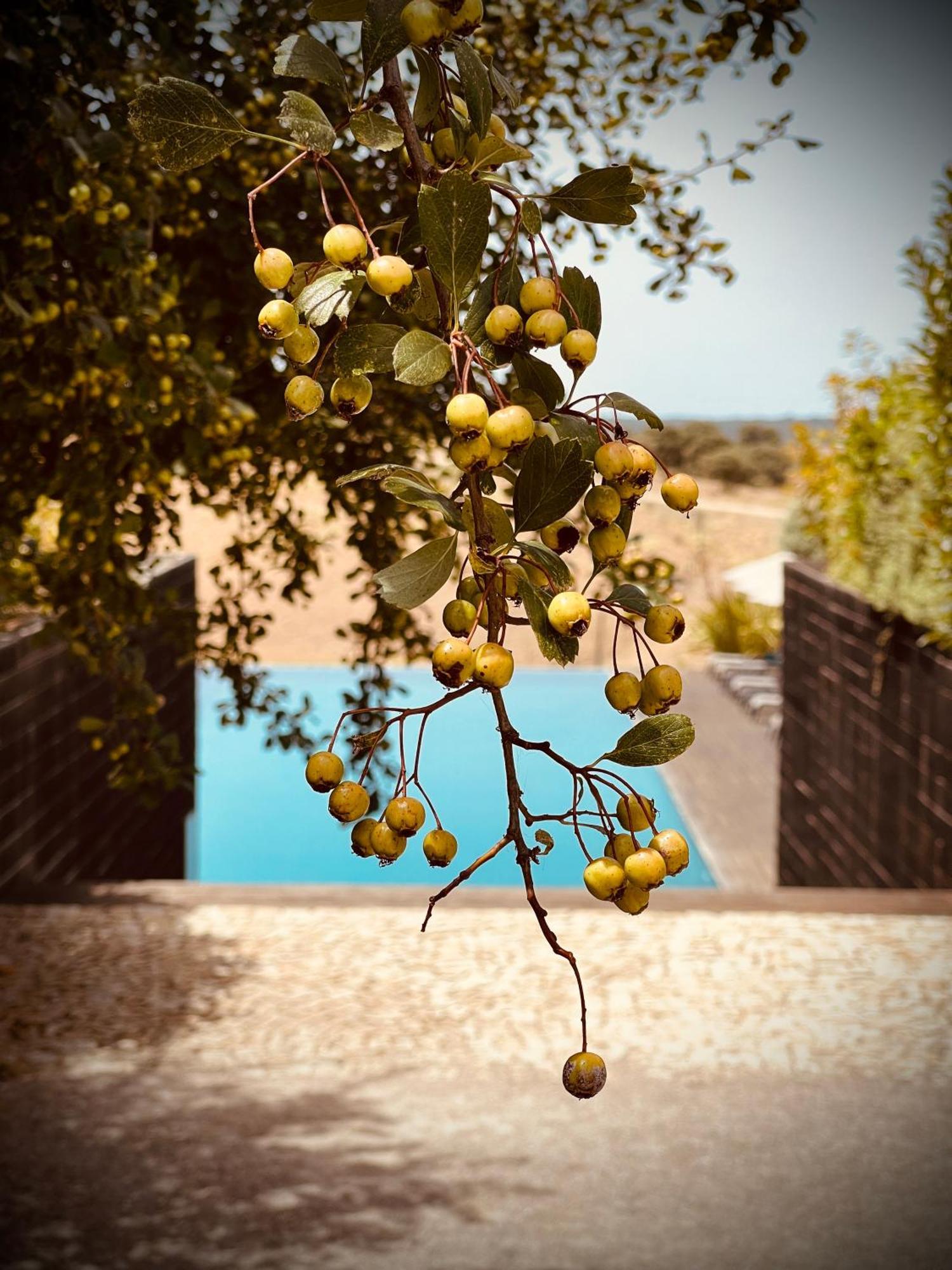 Herdade Da Cortesia Hotel Avis Exteriér fotografie